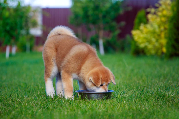 Dehydration in Dogs: What you need to know
