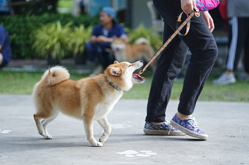 How to Train your Shiba Inu to Behave in Public