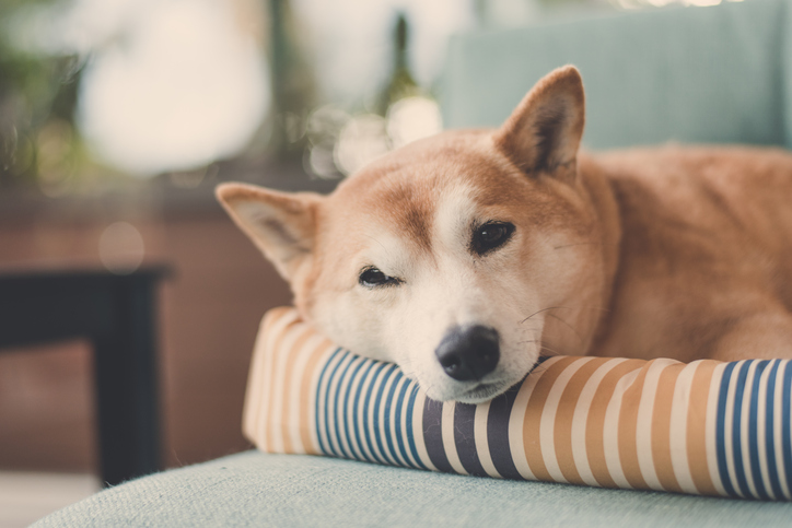 How to Gain the Trust of your Rescue Shiba Inu