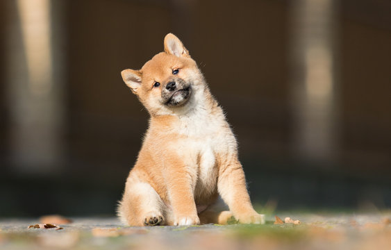 Dog Vaccinations: Everything You Need to Know