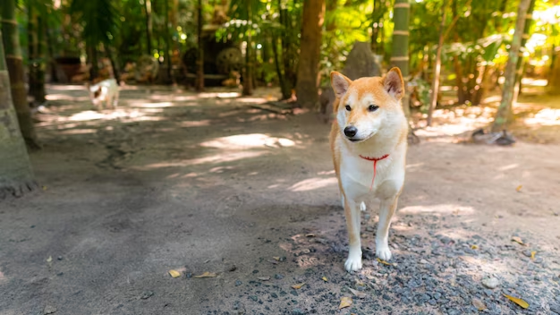 Rabies in Shiba Inu: What you need to know