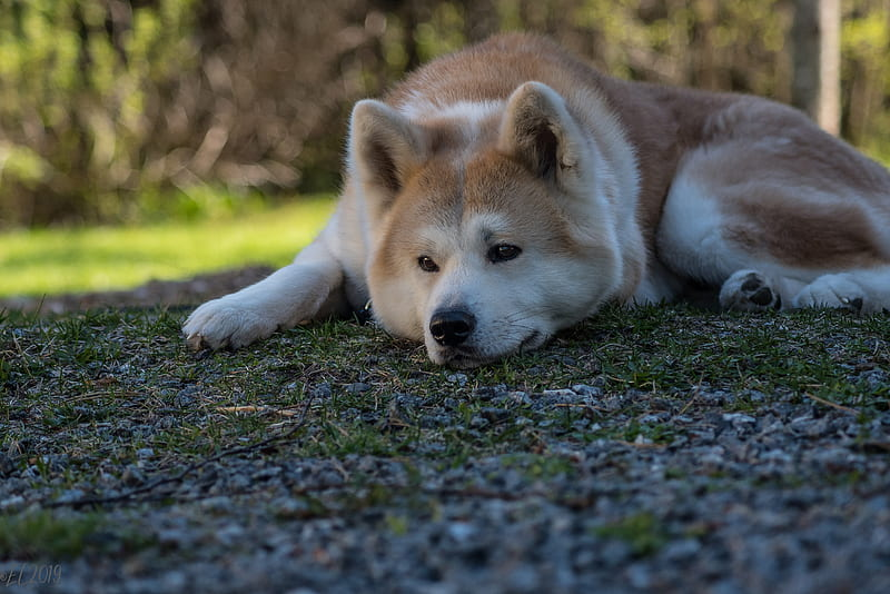 Is My Shiba Inu Depressed?: Everything You Need to Know
