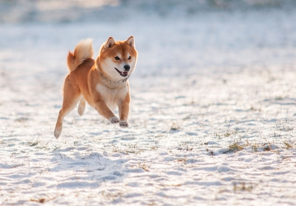 How to Handle a High-Energy Shiba Inu