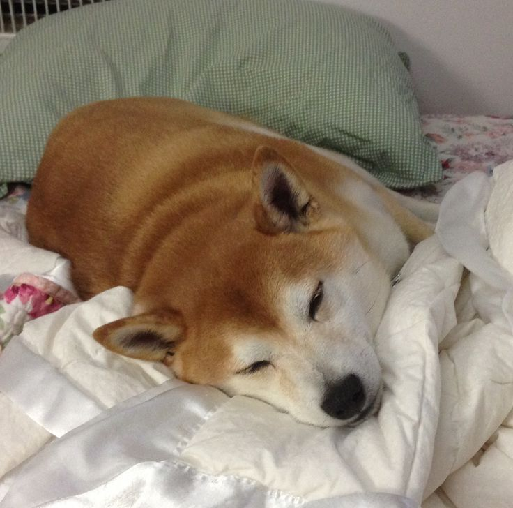 First Aid for Shiba Inu: What To Do