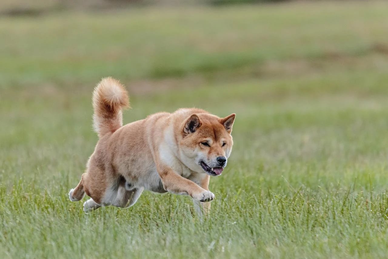 Shiba Inu on a morning walk
