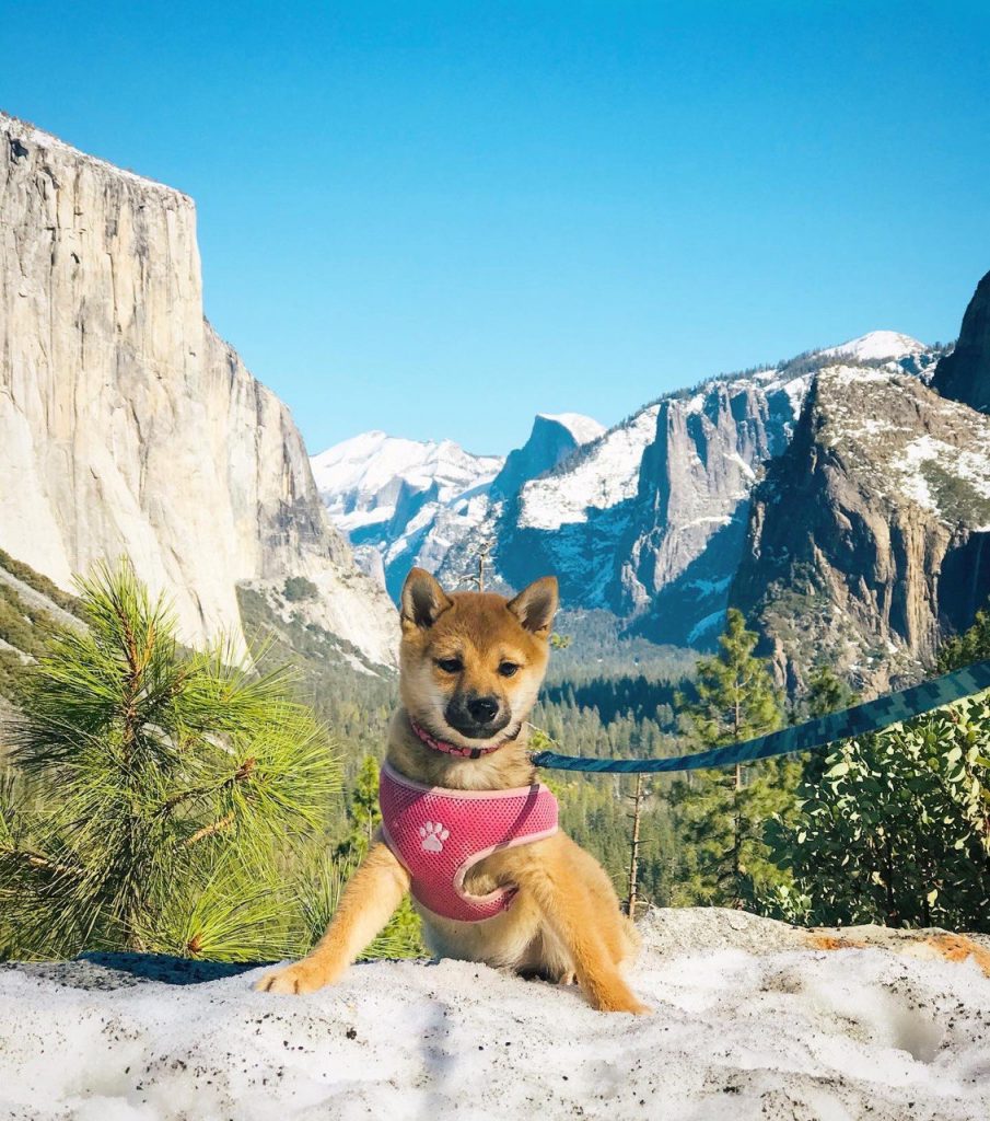 Chihiro the Shiba Inu