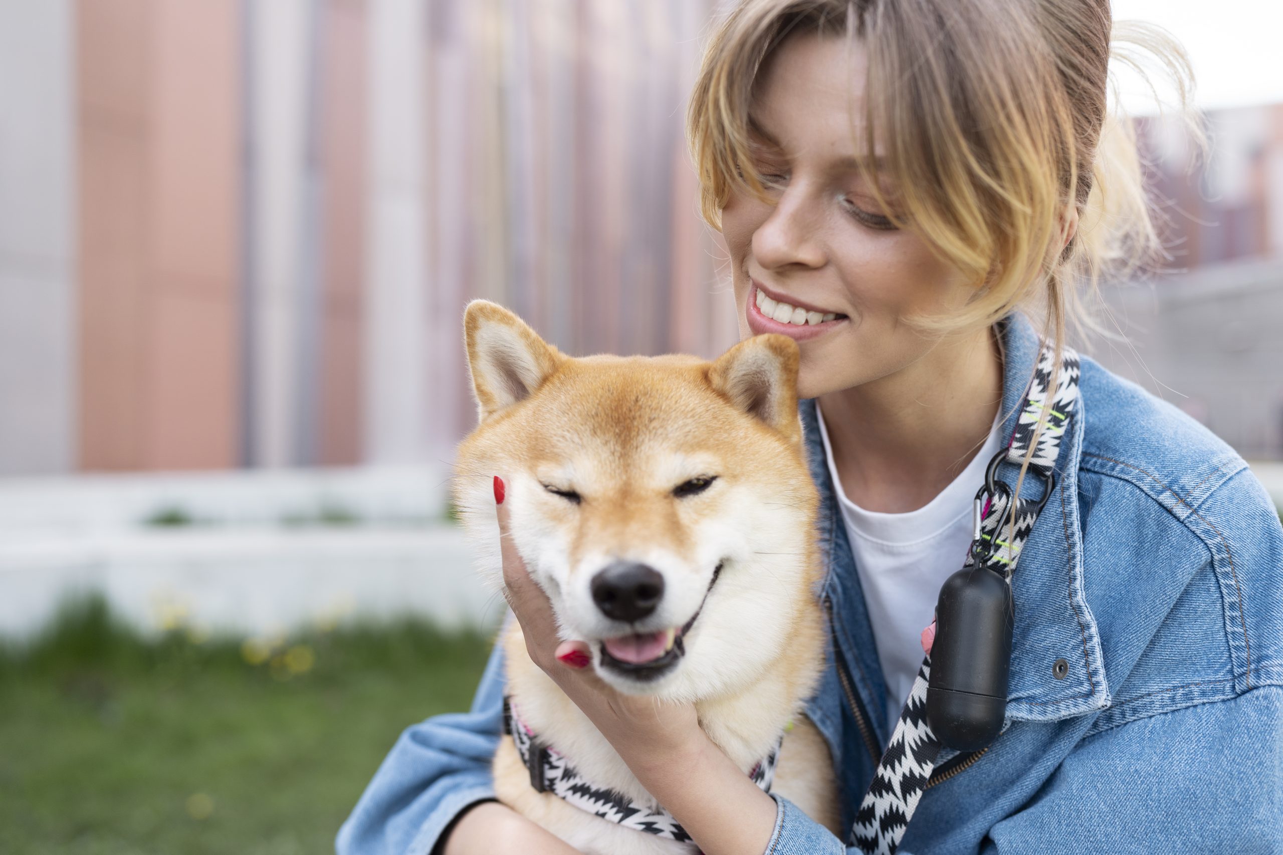 A Shiba Inu with a family in Northern California