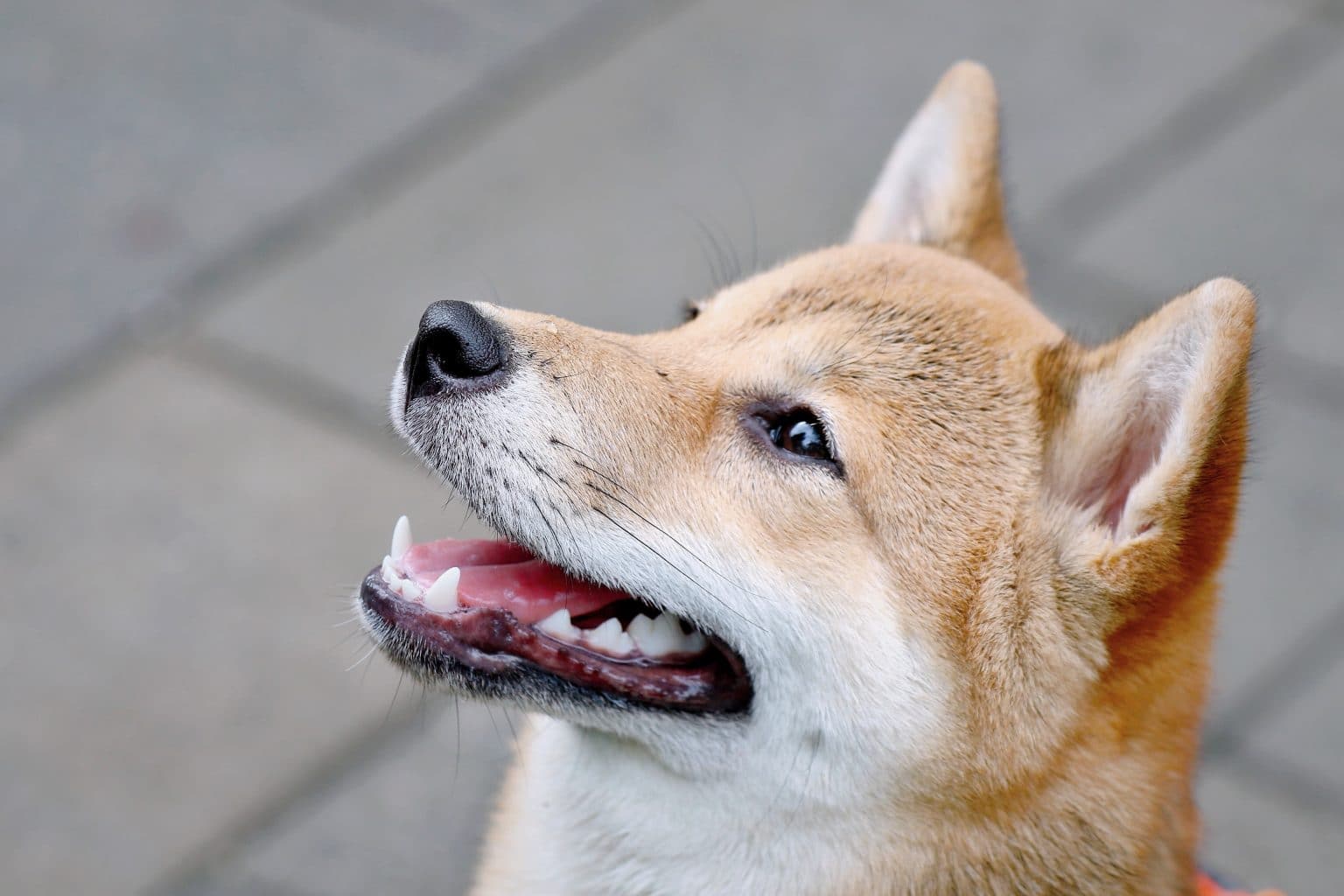 Shiba Inu resting at home