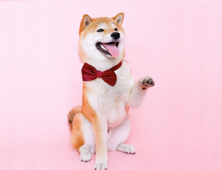 A Shiba wearing a red scarf against a pink background