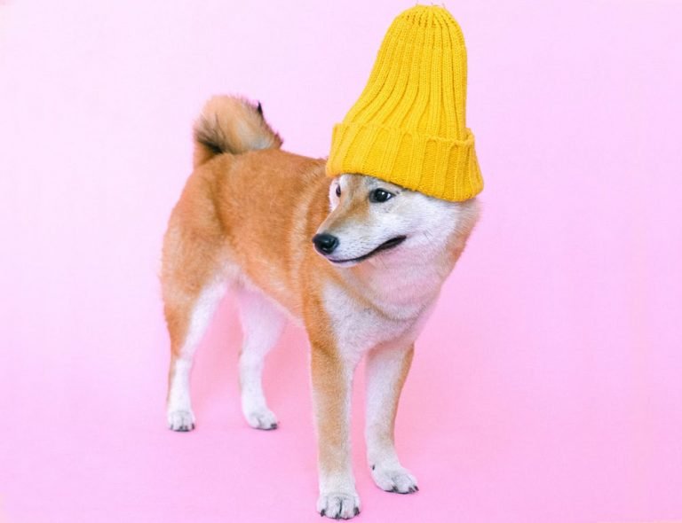 A Shiba wearing a yellow knit cap against a pink background