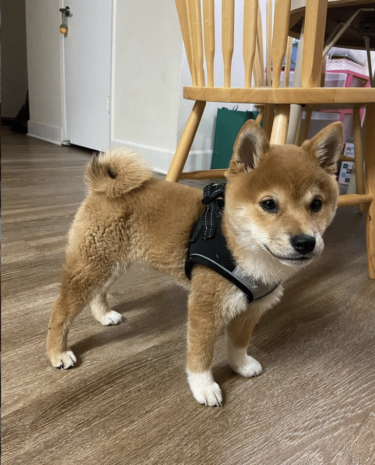 Primo the Shiba Inu