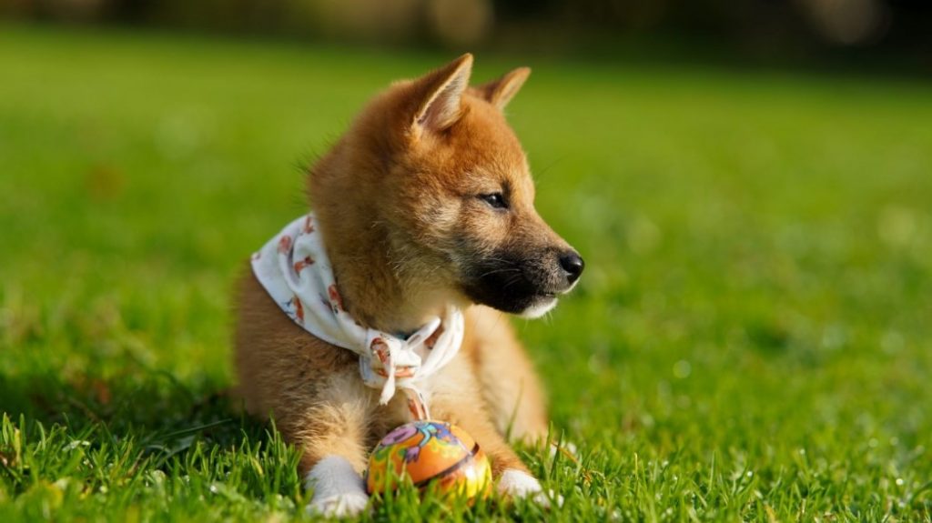 A Shiba resting in grass