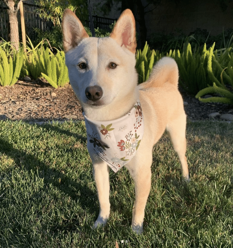 Sammi the Shiba Inu