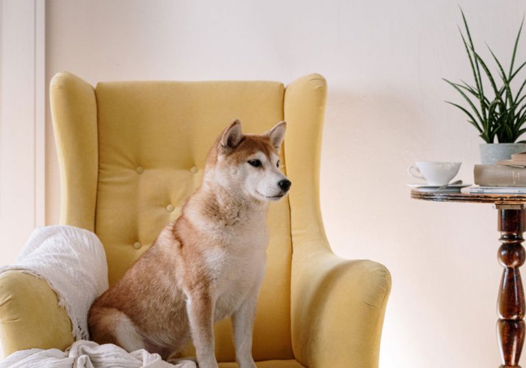 A Shiba sitting on a chair