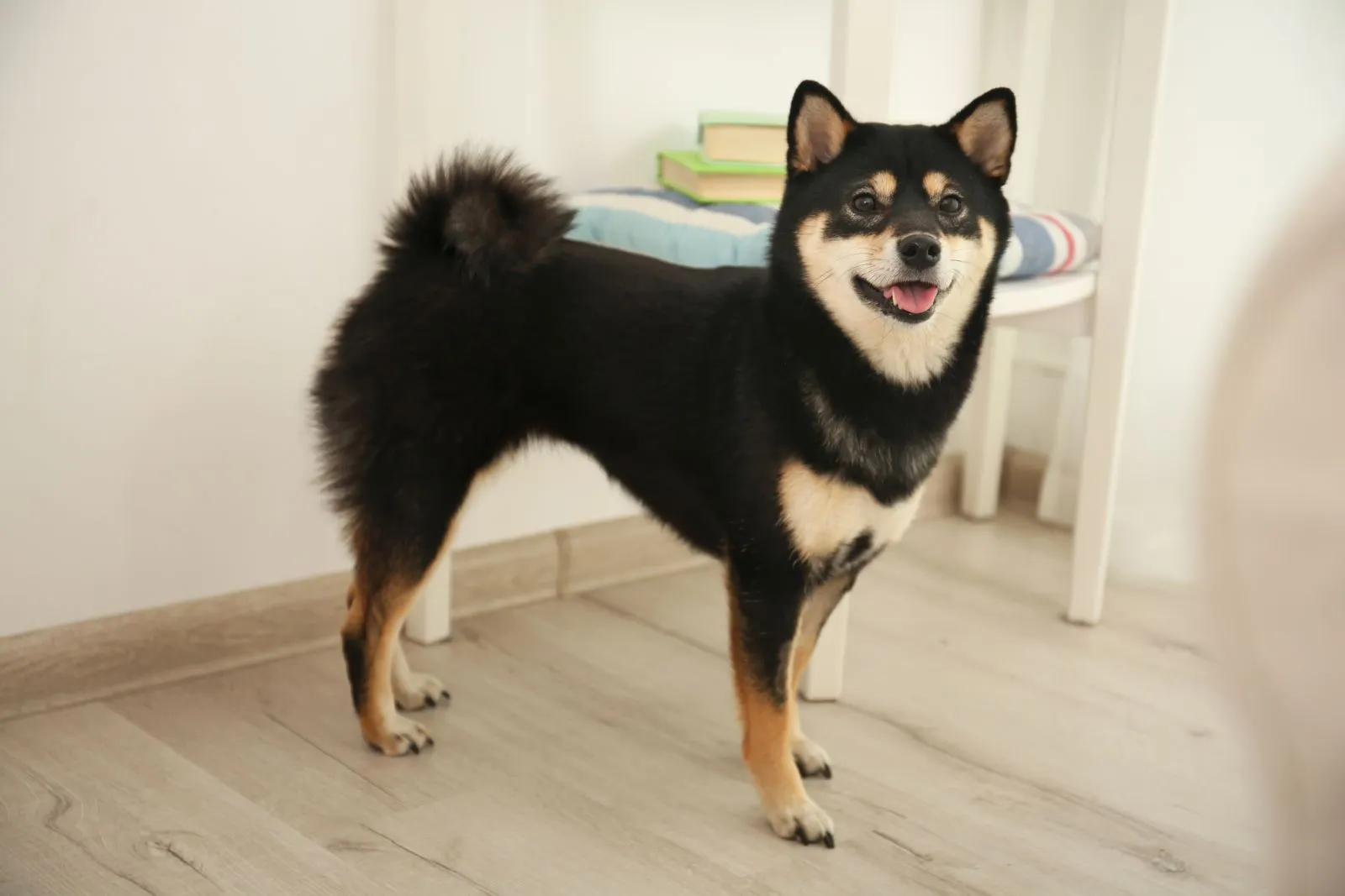 A black and tan Shiba standing indoors