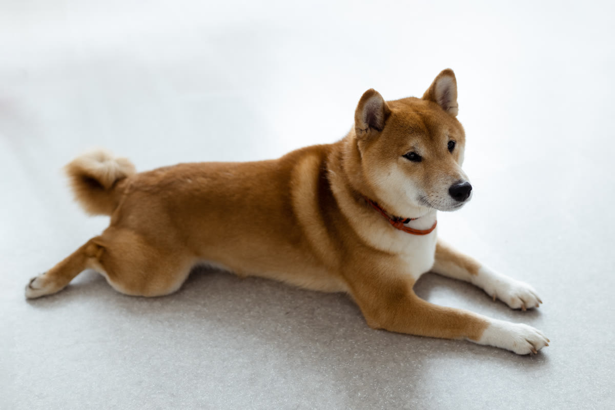 A Shiba lying on a gray floor