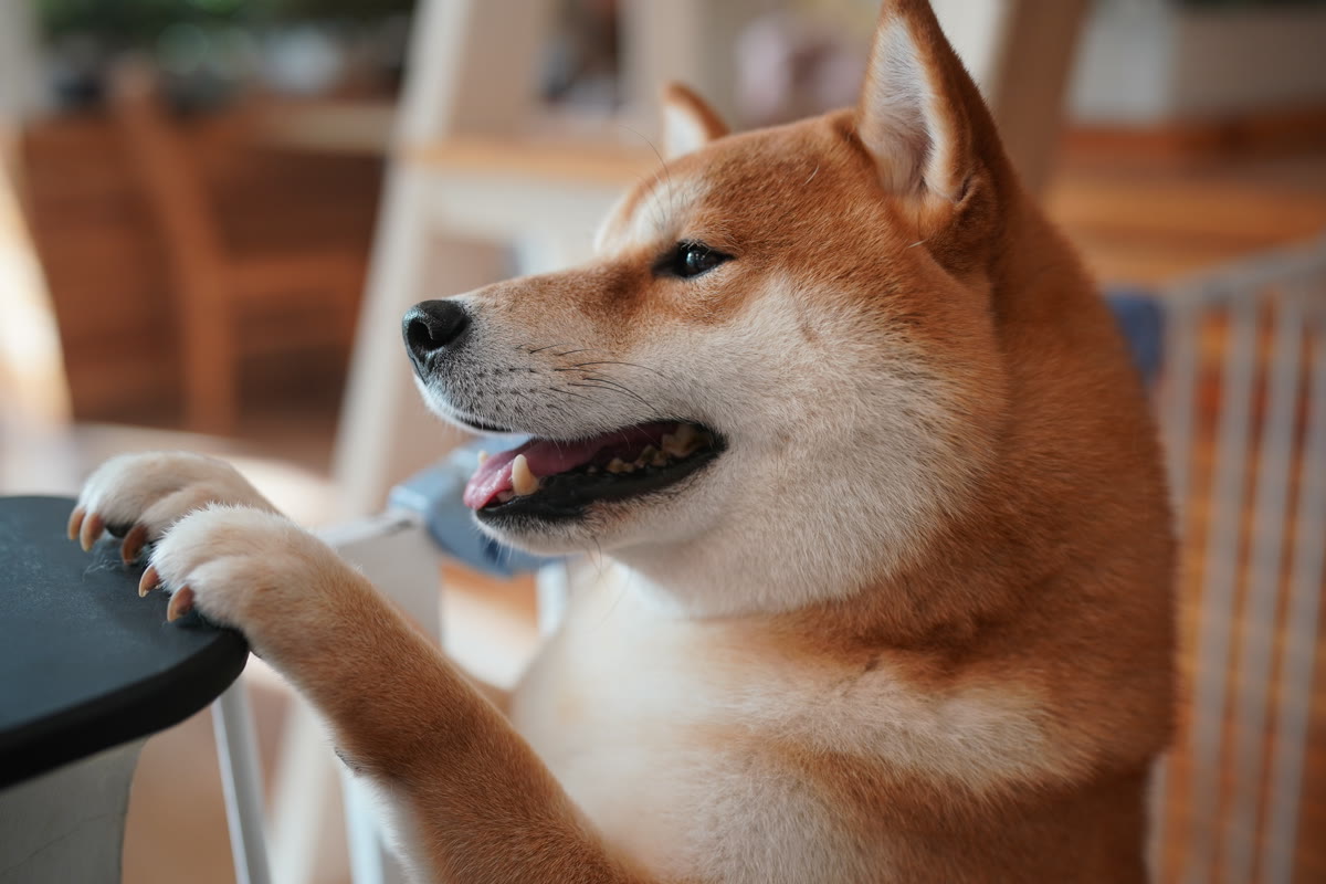 A Shiba with its paws on a table