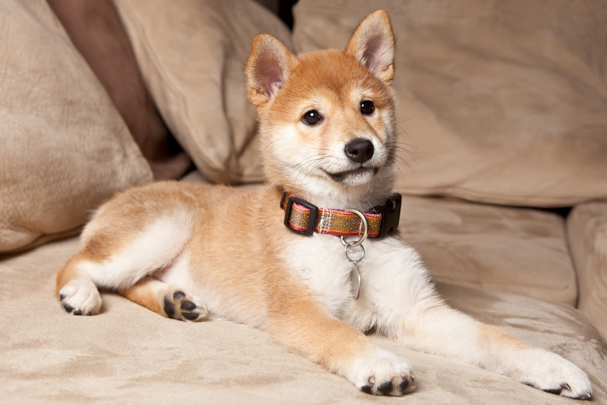 A Shiba resting on a sofa